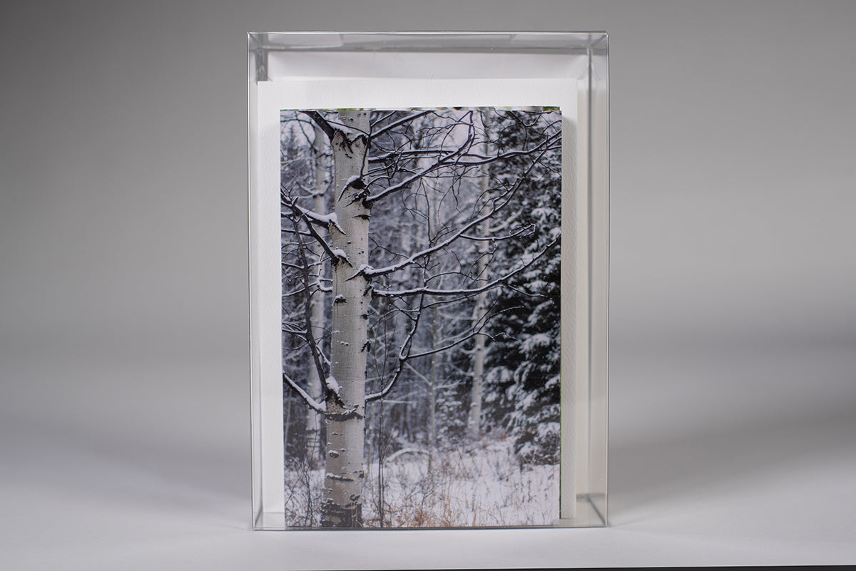 *NEW photos of Aspen Trees