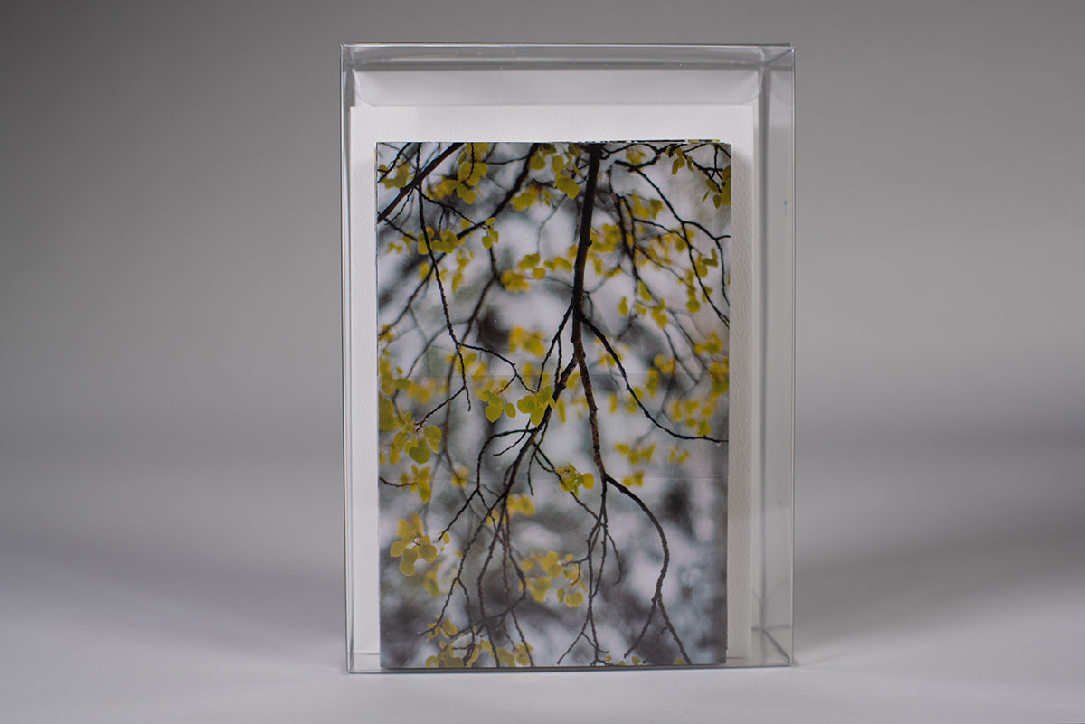 *NEW photos of Aspen Trees