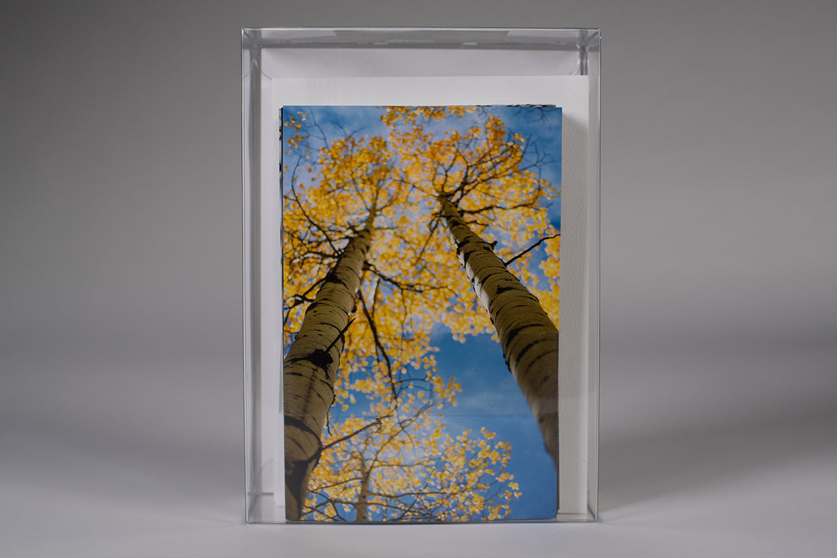 *NEW photos of Aspen Trees