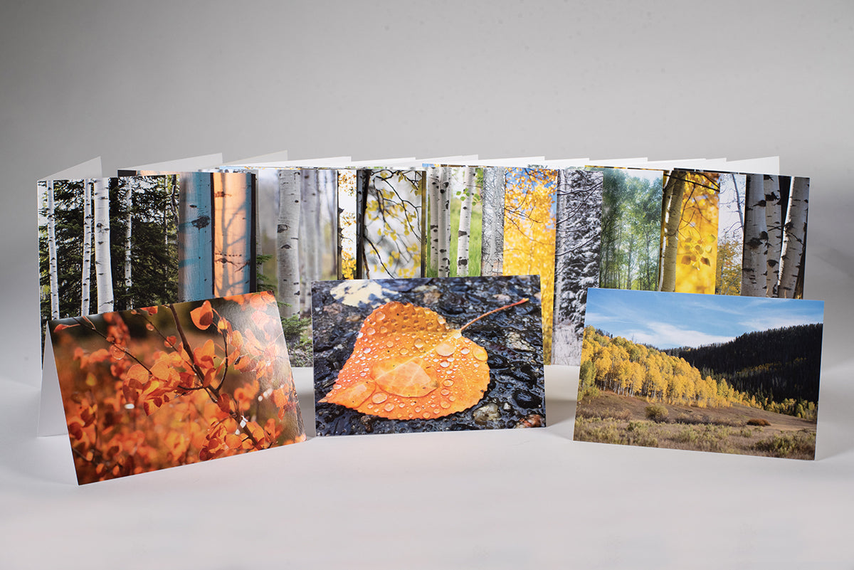 *NEW photos of Aspen Trees